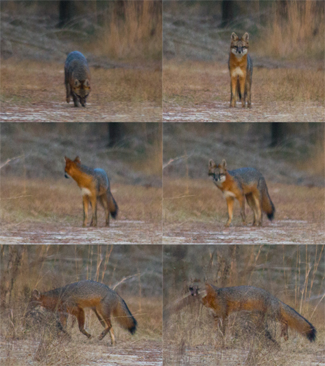 Photo Credit: David July — (six photo mosaic) A gray fox (Urocyon cinereoargenteus) on the Stagecoach Road Trail east of the trail to the Lime Sink youth campground in Suwannee River State Park, Live Oak, Florida, 30 November 2013