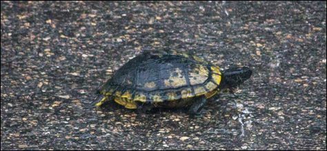 Photo Credit: David July — A turtle walking around the parking lot outside my apartment in heavy rain, Tallahassee, Florida, 08 September 2012