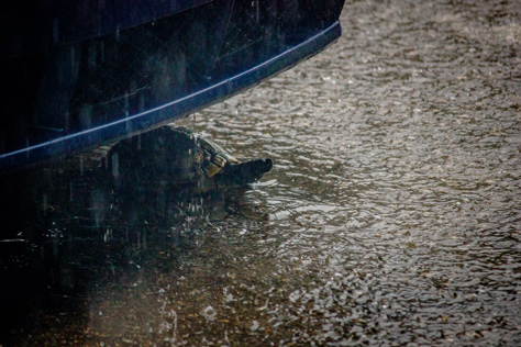 Photo Credit: David July — A turtle walking around the parking lot outside my apartment in heavy rain pauses for a moment under my car, Tallahassee, Florida, 08 September 2012