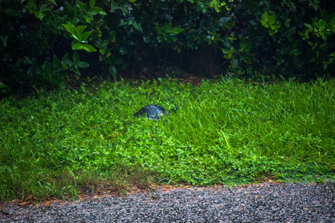 Photo Credit: David July — I moved the turtle walking around the parking lot outside my apartment in heavy rain to this grassy space, Tallahassee, Florida, 08 September 2012