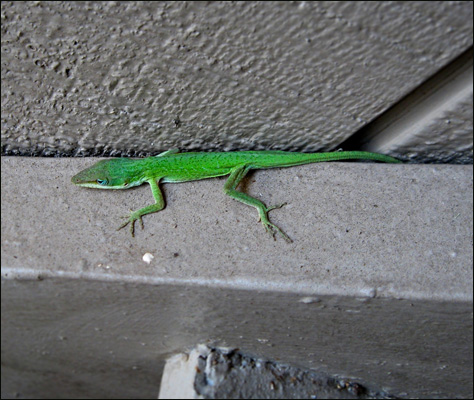 Photo Credit: David July — Green Anole (Anolis carolinensis) lizard outside my apartment on the warmest day (65°) we've had in a while, Tallahassee, Florida, 19 January 2011