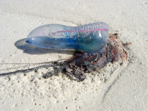 Photo Credit: David July — One of the many Portuguese Man o' War (Physalia physalis) siphonophores that washed ashore, Near Tram Road, Topsail Hill Preserve State Park, Santa Rosa Beach, Florida, 25 November 2010
