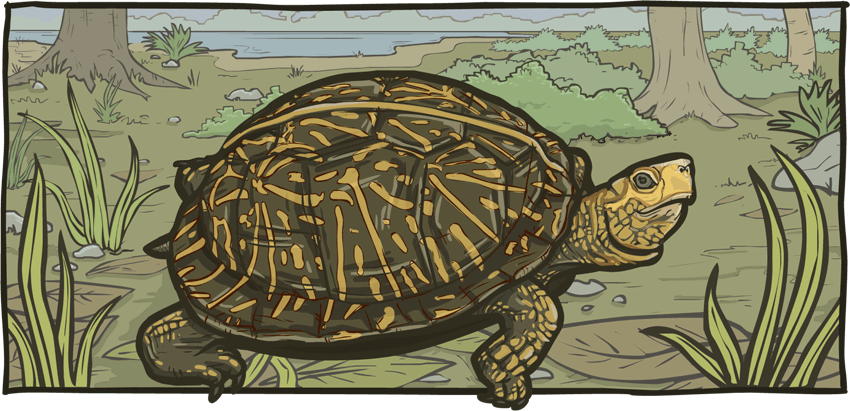 Florida Box Turtle Drawing by the Florida Park Service
