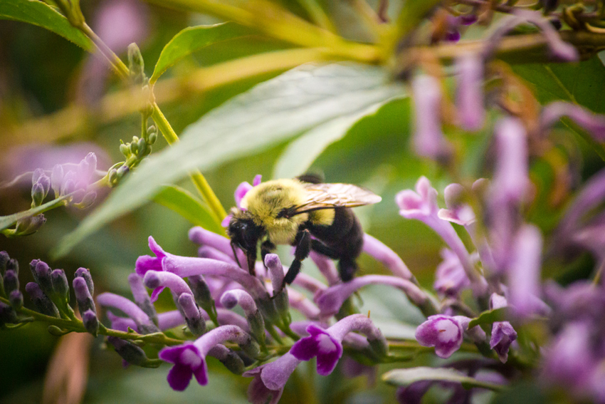 A common eastern bumble bee (Bombus impatiens) foraging for pollen or nectar in the purple flowers of my weeping butterfly bush (Buddleja lindleyana).