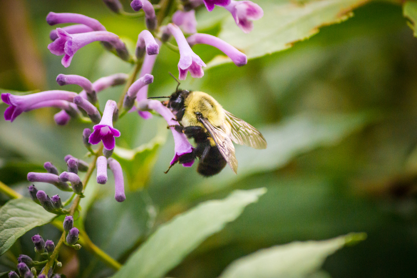 A common eastern bumble bee (Bombus impatiens) foraging for pollen or nectar in the purple flowers of my weeping butterfly bush (Buddleja lindleyana).