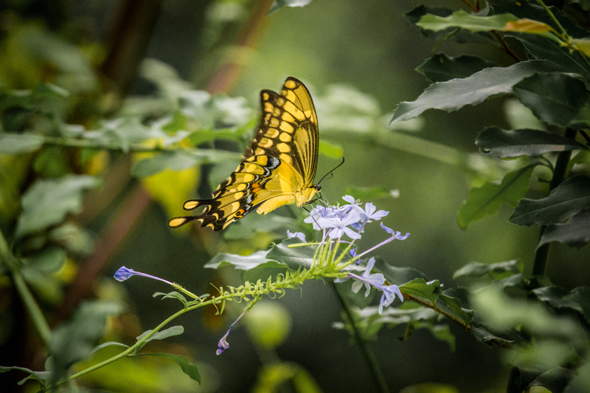 A giant swallowtail butterfly (Papilio cresphontes) extracting nectar from the blue flowers of my cape leadwort (Plumbago auriculata).