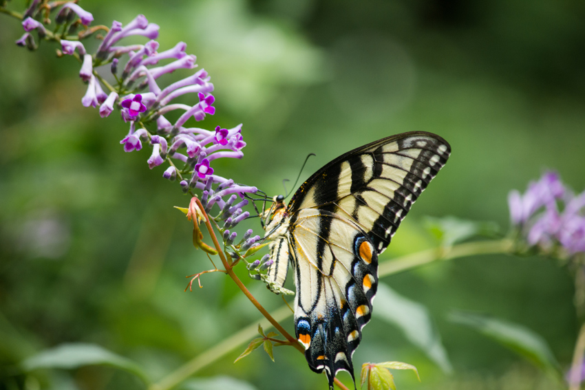A eastern tiger swallowtail butterfly (Papilio glaucus) extracting nectar from the purple flowers of my weeping butterfly bush (Buddleja lindleyana).