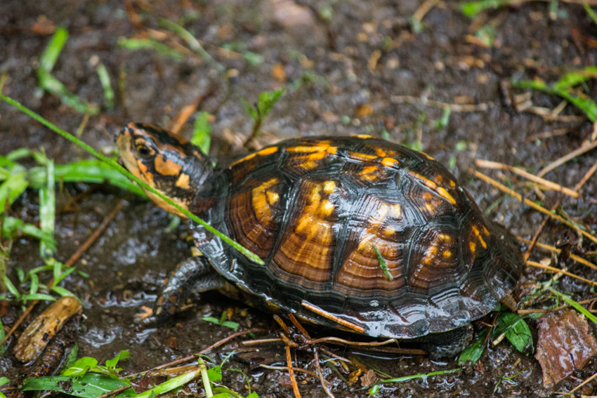 Box turtle (Terrapene carolina) Kappa first documented in my backyard on Tuesday, 28 July 2020.