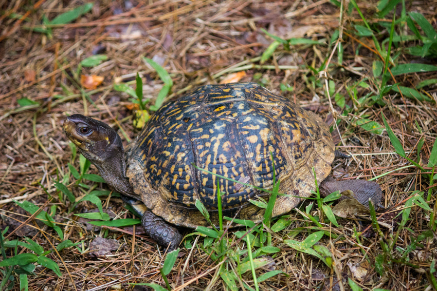 Box turtle (Terrapene carolina) Lambda first documented in my backyard on Friday, 28 August 2020.