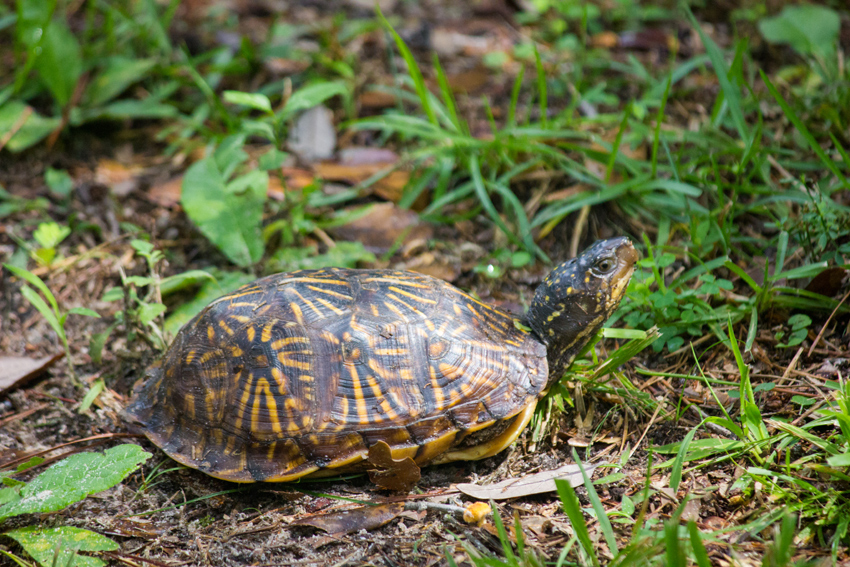 Box turtle (Terrapene carolina) Mu first documented in my backyard on Monday, 31 August 2020.
