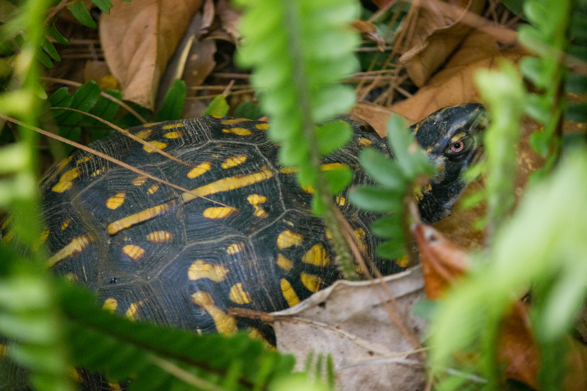 Box turtle (Terrapene carolina) Pi first documented in my backyard on Monday, 01 March 2021.