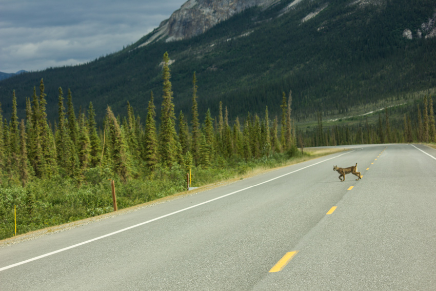 A Canada lynx (Lynx canadensis) quickly crosses the Dalton Highway (AK 11) southwest of Sukakpak Mountain