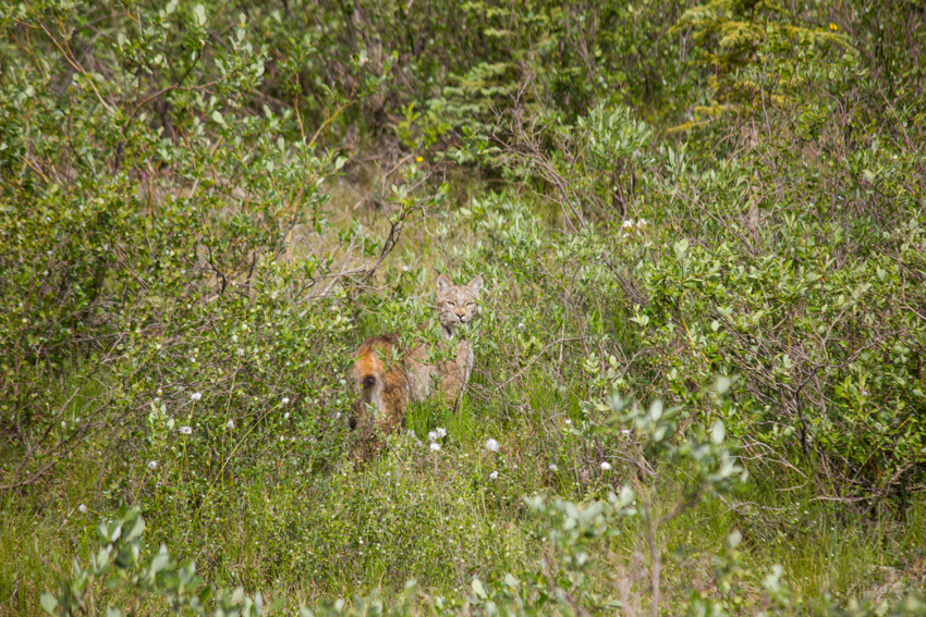 A Canada lynx (Lynx canadensis) stops and looks at us from the brush alongside the Dalton Highway (AK 11) shortly after crossing the road southwest of Sukakpak Mountain