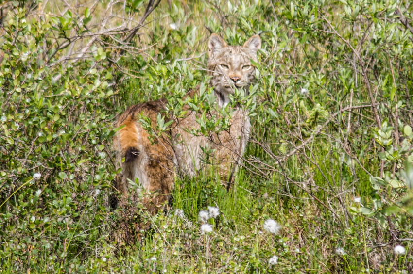 A Canada lynx (Lynx canadensis) stops and looks at us from the brush alongside the Dalton Highway (AK 11) shortly after crossing the road southwest of Sukakpak Mountain