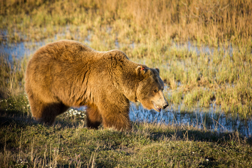 A brown bear (Ursus arctos) sow with two cubs walks past while hunting for Arctic ground squirrel (Spermophilus parryii) on the permafrost tundra near the Sagavanirktok River