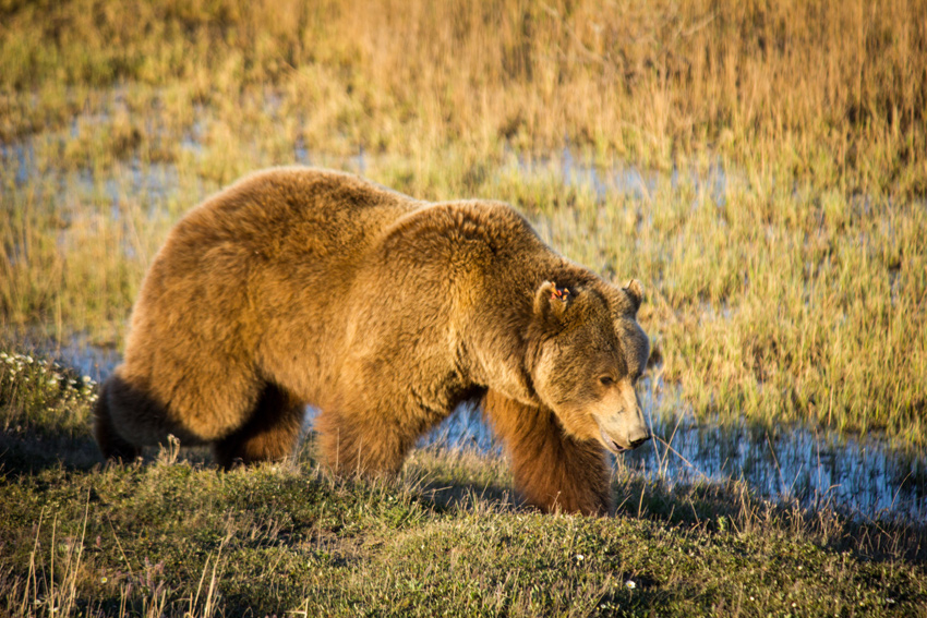 A brown bear (Ursus arctos) sow with two cubs walks past while hunting for Arctic ground squirrel (Spermophilus parryii) on the permafrost tundra near the Sagavanirktok River