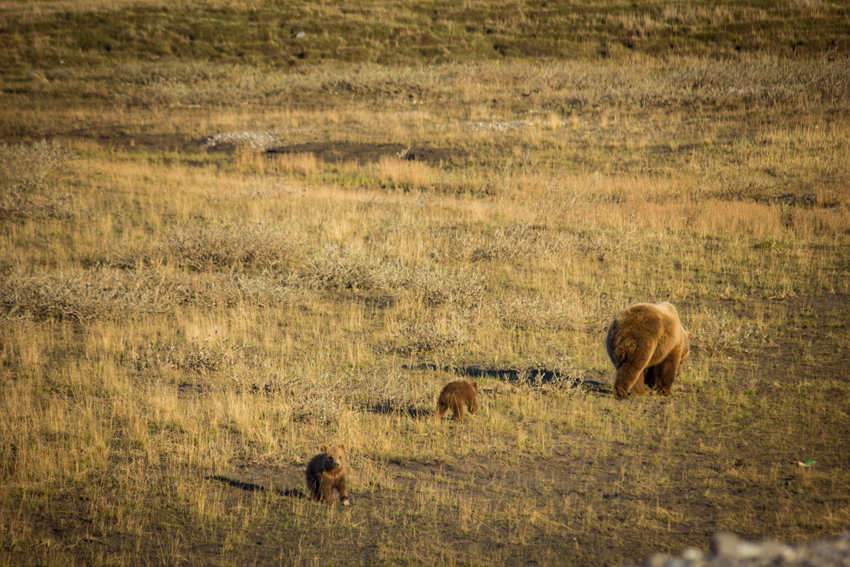 A brown bear (Ursus arctos) cub stops and turns around while its mother and sibling continue walking away while hunting for Arctic ground squirrel (Spermophilus parryii) on the permafrost tundra near the Sagavanirktok River