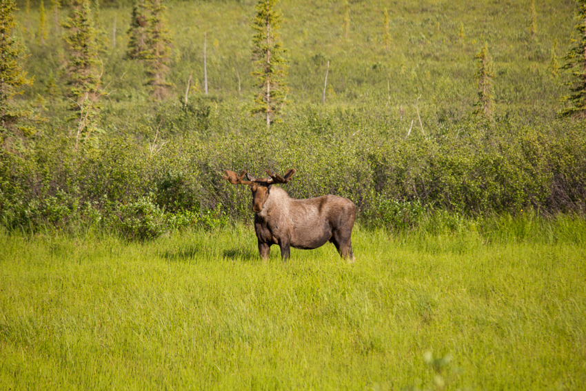 A moose (Alces alces) bull browsing and eating grassy vegetation next to the Dalton Highway (AK 11)