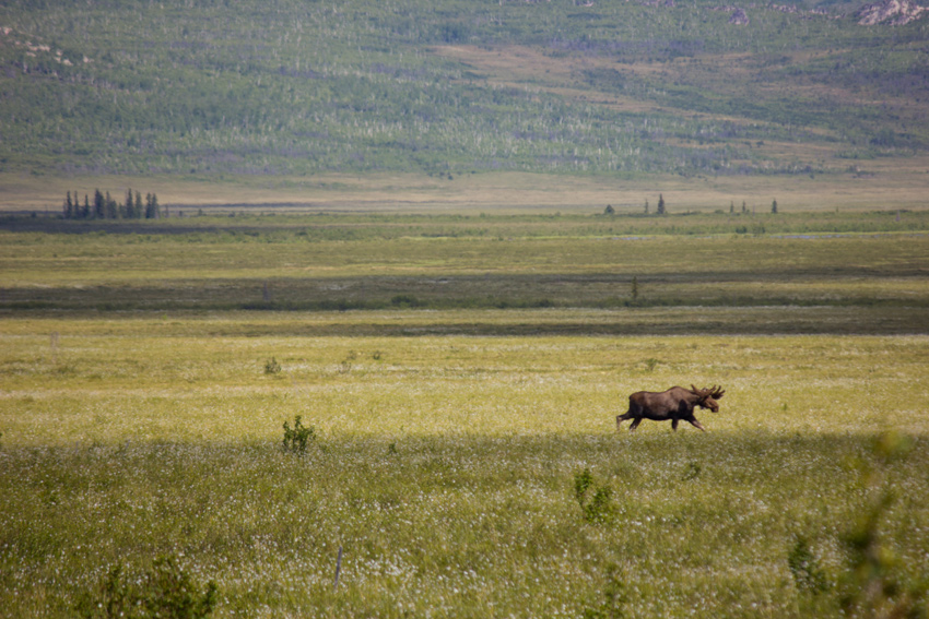 A moose (Alces alces) bull walking through grassy flatlands east of the Dalton Highway (AK 11) near the site of Old Man Camp