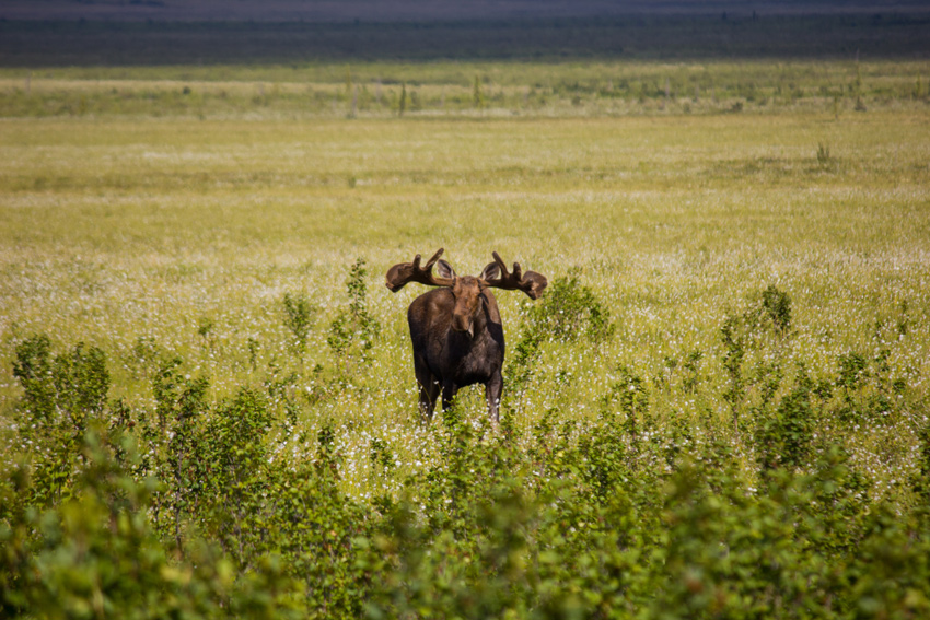 A moose (Alces alces) bull stops to look at us while walking through grassy flatlands east of the Dalton Highway (AK 11) near the site of Old Man Camp