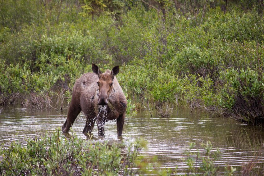 A moose (Alces alces) cow wading in a small Middle Fork Koyukuk River tributary eating aquatic vegetation right next to the Dalton Highway (AK 11)