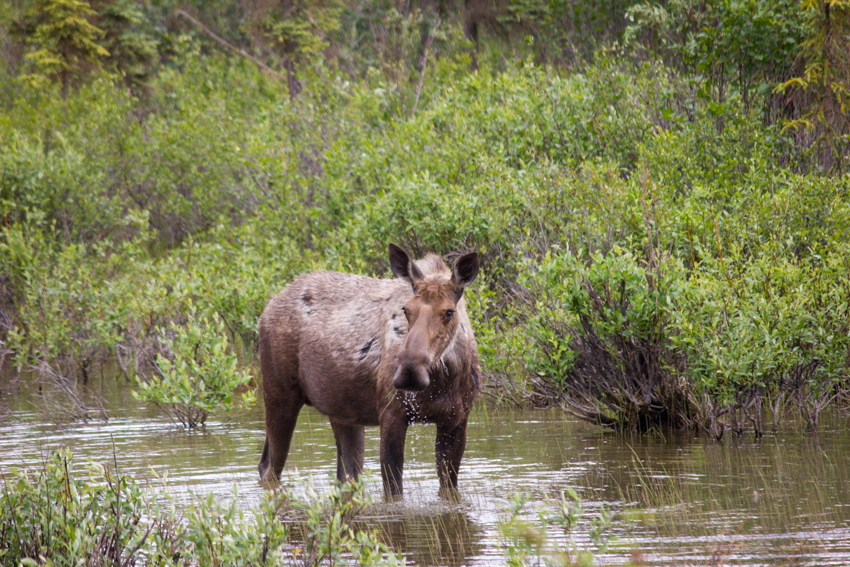 A moose (Alces alces) cow wading in a small Middle Fork Koyukuk River tributary eating aquatic vegetation right next to the Dalton Highway (AK 11)