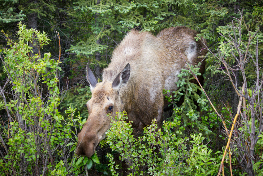 A moose (Alces alces) cow foraging in the woods along Denali Park Road near C-Camp in Denali National Park and Preserve