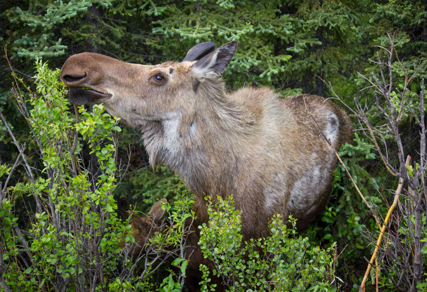 A moose (Alces alces) cow and calf foraging in the woods along Denali Park Road near C-Camp in Denali National Park and Preserve