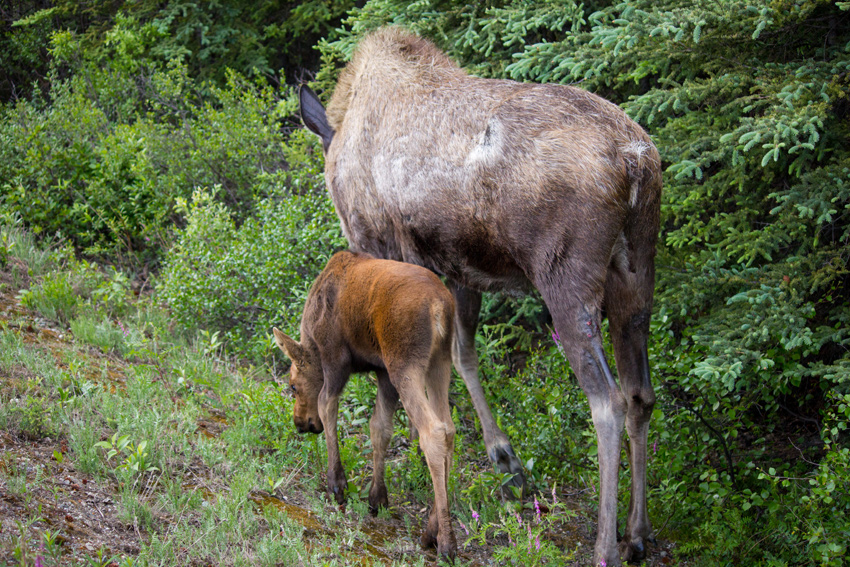 A moose (Alces alces) cow and calf foraging on the shoulder of Denali Park Road near C-Camp in Denali National Park and Preserve