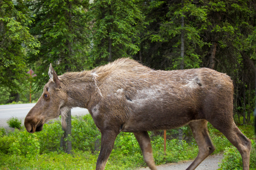 A moose (Alces alces) cow walks down C-Camp Road toward Denali Park Road in Denali National Park and Preserve