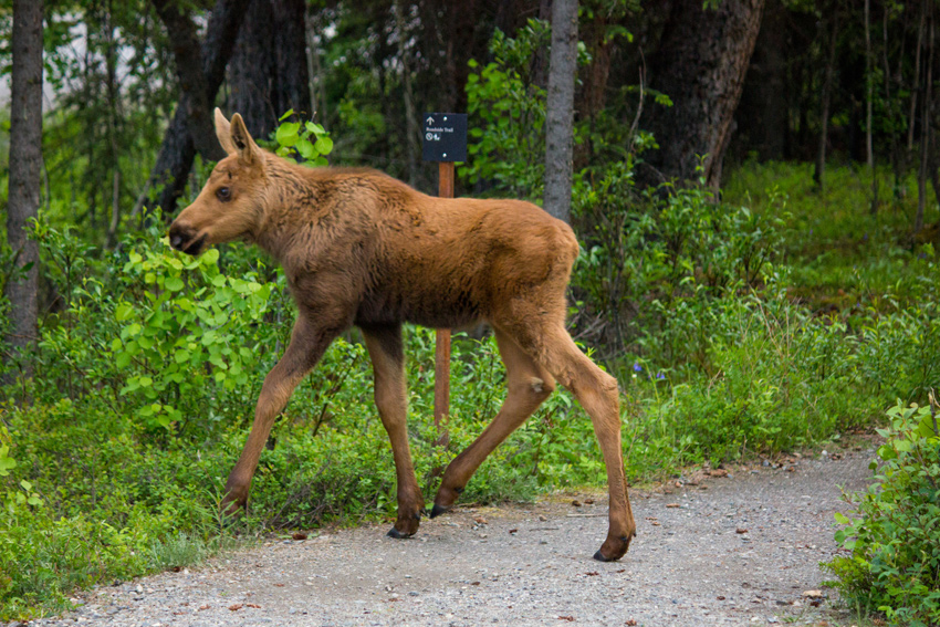 A moose (Alces alces) calf walks across the Roadside Trail at C-Camp Road toward Denali Park Road in Denali National Park and Preserve