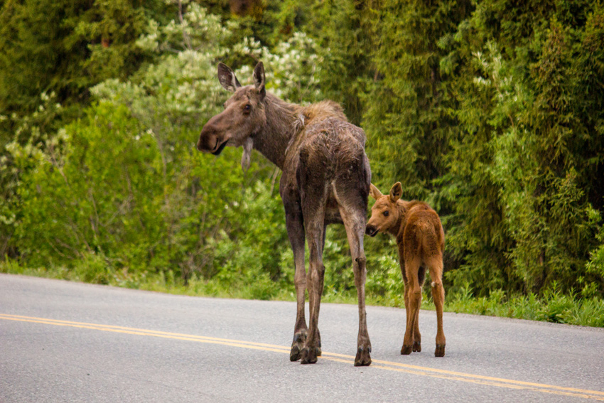 A moose (Alces alces) cow and calf stop and look back simultaneously while walking on Denali Park Road near C-Camp in Denali National Park and Preserve