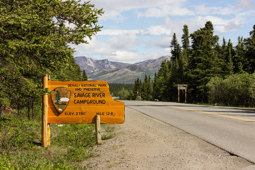 Trees and a scenic mountain vista surrounding the wooden Savage River Campground sign as a snowshoe hare (Lepus americanus) dashes across Denali Park Road