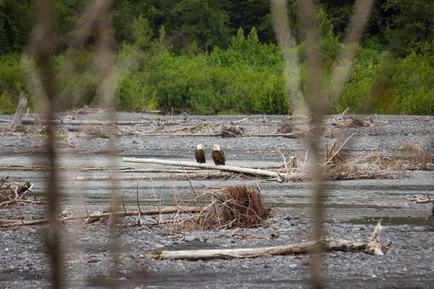 Two bald eagles (Haliaeetus leucocephalus) sitting on driftwood on a bar in the braided Resurrection River not far from Exit Glacier