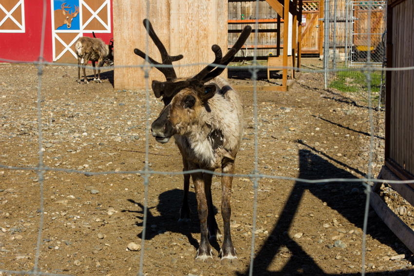 Semi-domesticated caribou (Rangifer tarandus granti) also called reindeer at the Antler Academy exhibit next door to the Santa Claus House (1952)