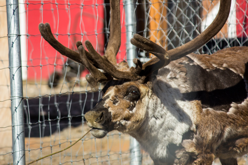 Semi-domesticated caribou (Rangifer tarandus granti) also called reindeer at the Antler Academy exhibit next door to the Santa Claus House (1952)