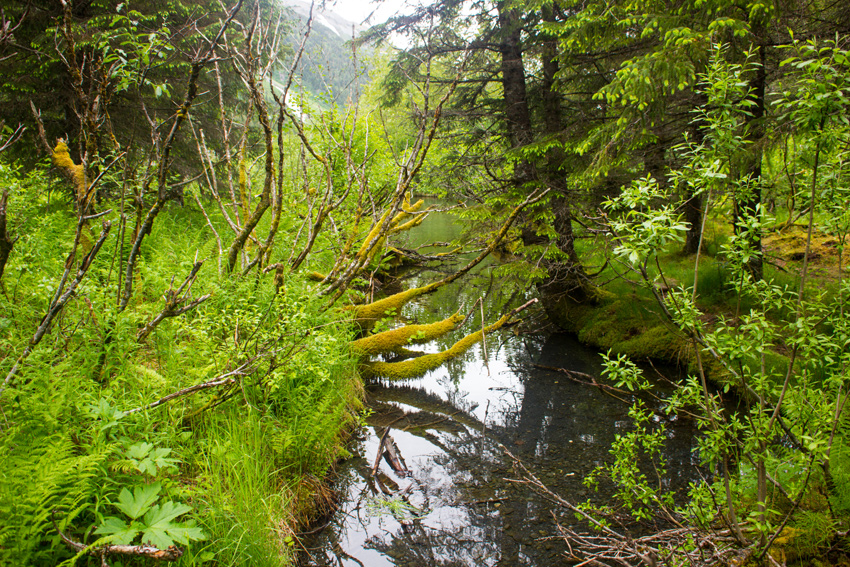 A small stream extending from Williwaw Creek and surrounded by lush foliage on the Williwaw Nature Trail in the Chugach National Forest