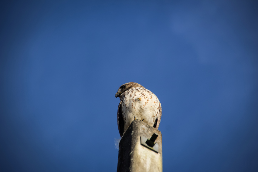 A juvenile red-shouldered hawk (Buteo lineatus) observing the area from atop a light pole within a residential neighborhood in Altamonte Springs, Florida