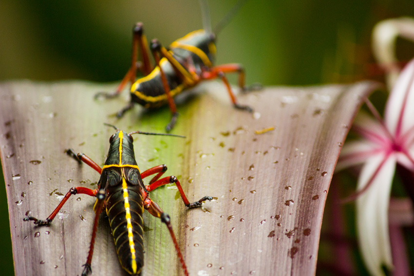 Two eastern lubber grasshopper (Romalea guttata) nymphs crawling on a plant at Bok Tower Gardens (1929)