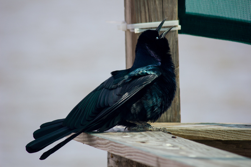 A boat-tailed grackle (Quiscalus major) squawking at another on a small wooden pier at the city marina in Cedar Key, Florida