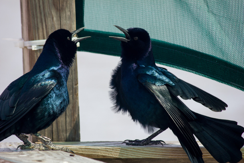 Two boat-tailed grackles (Quiscalus major) squawking at each other on a small wooden pier at the city marina in Cedar Key, Florida