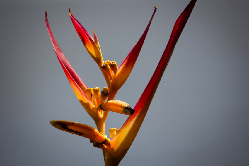 A Heliconia Golden Torch (Heliconia psittacorum x spathocircinata) flower taking in sunlight on a wooden-decked courtyard overlooking the Gulf of Mexico at Harbour Master Suites in Cedar Key, Florida