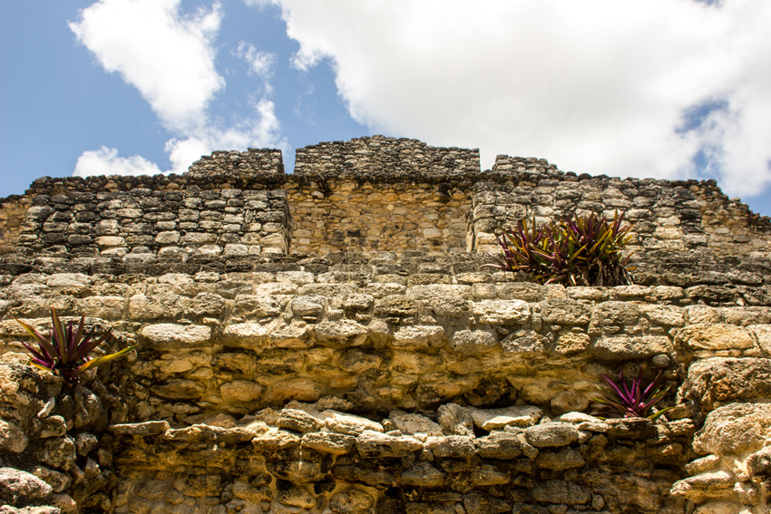 Plants growing on the eastern side of Templo 24 at the Chacchoben Mayan archeological site in Quintana Roo, Mexico