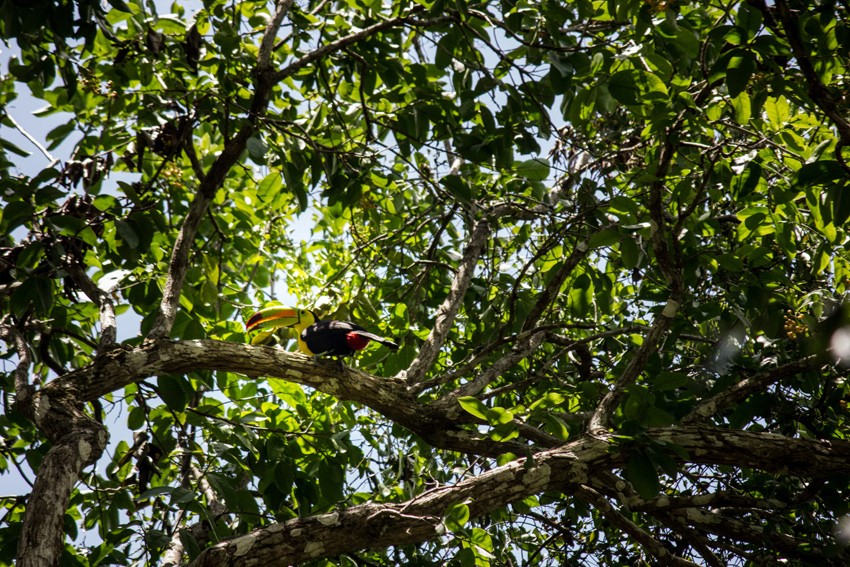 A keel-billed toucan (Ramphastos sulfuratus) foraging for fruit in a tree next to Templo 24 at the Chacchoben Mayan archeological site in Quintana Roo, Mexico