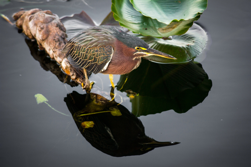 A green heron (Butorides virescens) quietly searches for a meal in a saw-grass marsh along the Anhinga Trail in Everglades National Park.