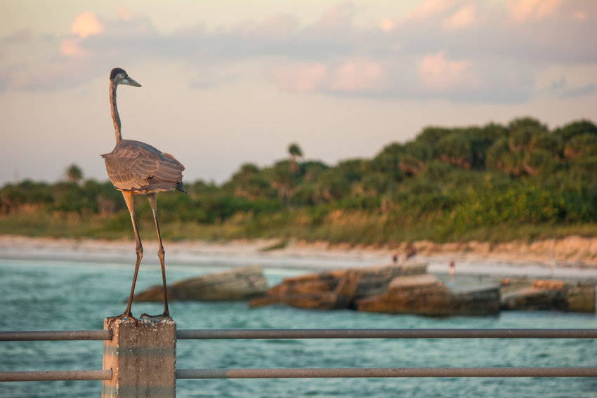 A great blue heron (Ardea herodias) perched on a concrete pillar on the Gulf Pier near the ruins of Battery Bigelow (1902–1920) in Fort De Soto County Park.