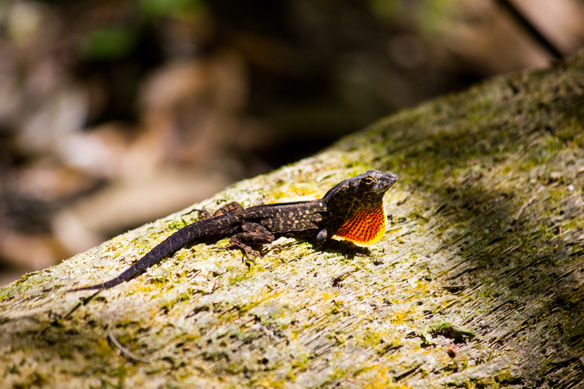A brown anole (Anolis sagrei) lizard extending its dewlap on a piece of wood along the Florida Trail in the hardwood hammock at Hillsborough River State Park