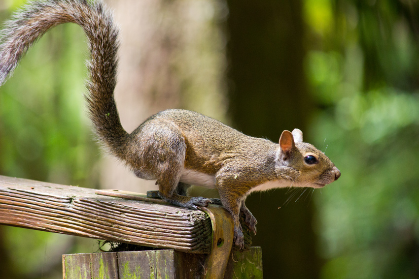 An eastern grey squirrel (Sciurus carolinensis) preparing to jump off of the handrail of a small wooden bridge in our campsite at Hillsborough River State Park
