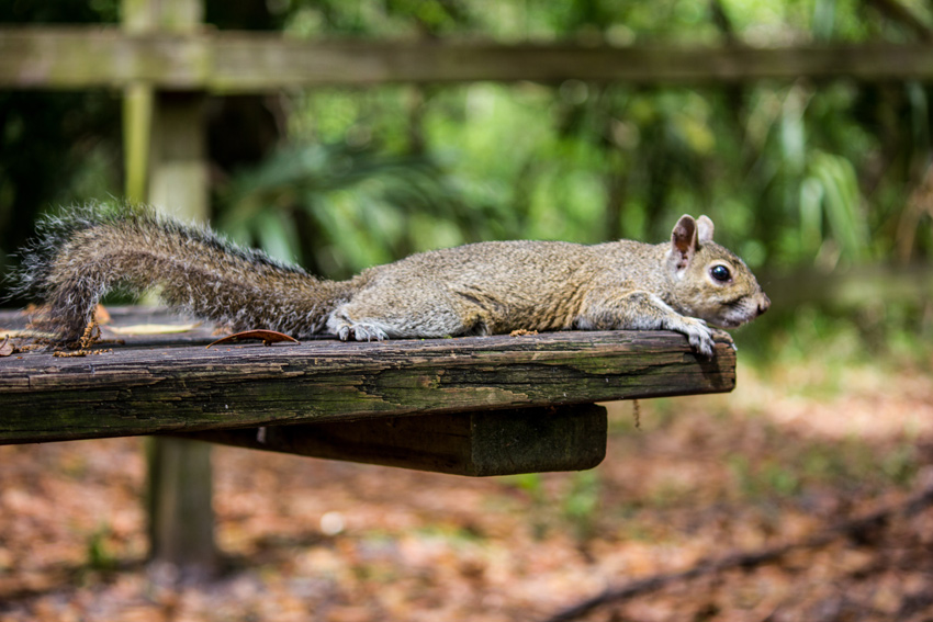 An eastern grey squirrel (Sciurus carolinensis) slowly approaching on the wooden picnic table in our campsite at Hillsborough River State Park