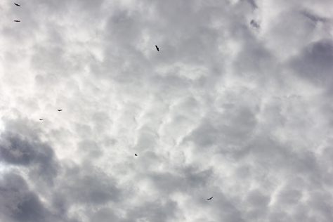 Photo Credit: David July — Several turkey vultures (Cathartes aura) circling in the skies above Lake Johnson at Mike Roess Gold Head Branch State Park, Keystone Heights, Florida: 17 January 2015